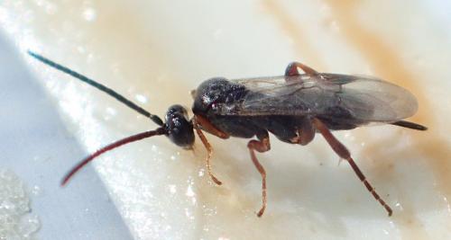 Réf. 225 819 : Microgastrinae inconnu
